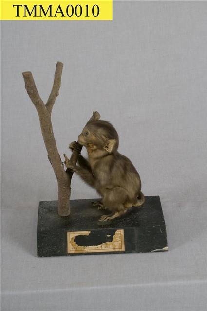Formosan Rock-monkey Collection Image, Figure 5, Total 15 Figures