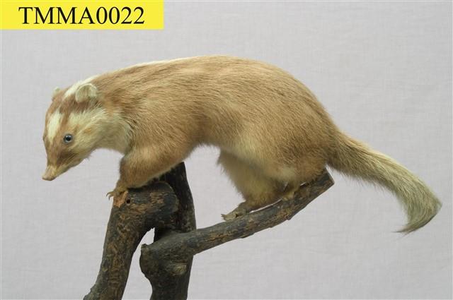 鼬獾藏品圖，第4張