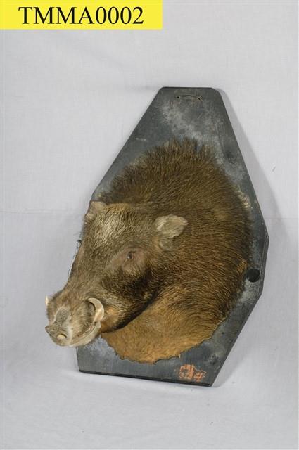 Formosan Wild Boar Collection Image, Figure 7, Total 14 Figures