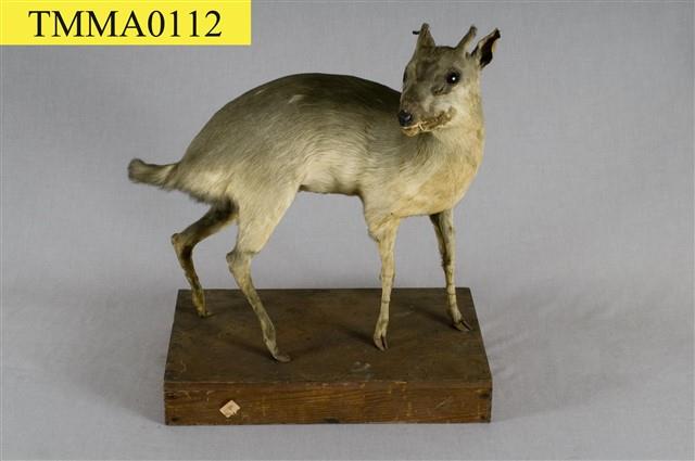 山羌藏品圖，第8張