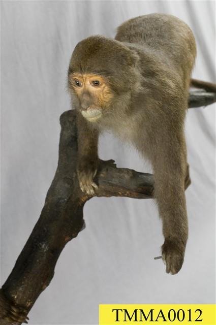Formosan Rock-monkey Collection Image, Figure 1, Total 7 Figures