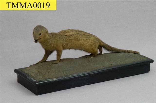 Crab-eating Mongoose Collection Image, Figure 6, Total 13 Figures