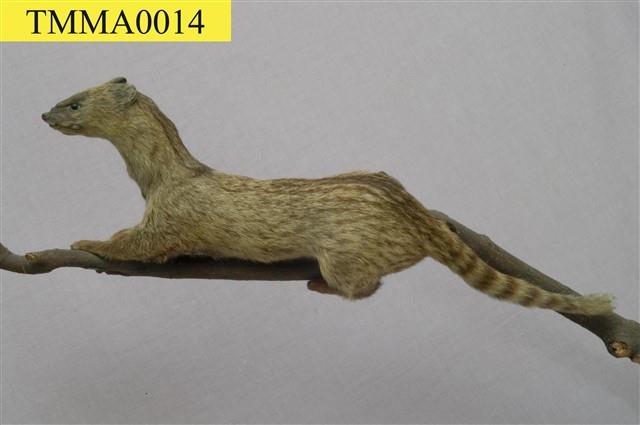 Small Chinese Civet Collection Image, Figure 4, Total 11 Figures