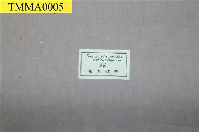 豚(家豬)(發生過程)藏品圖，第6張