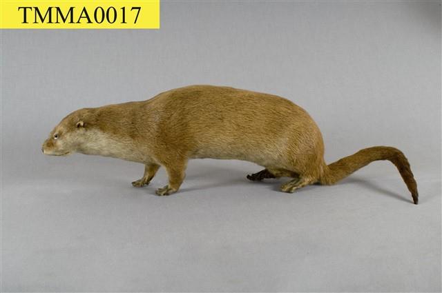 Chinese River Otter Collection Image, Figure 1, Total 11 Figures