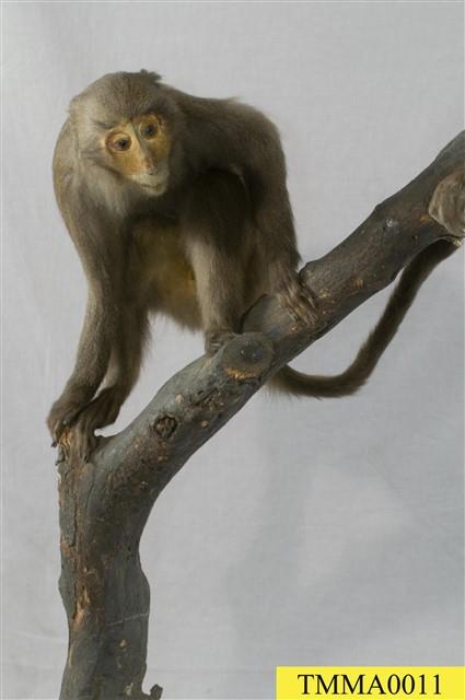 Formosan Rock-monkey Collection Image, Figure 9, Total 10 Figures