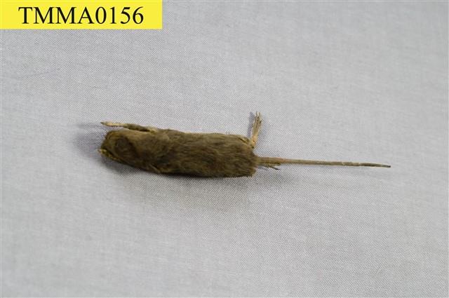 家鼷鼠藏品圖，第8張