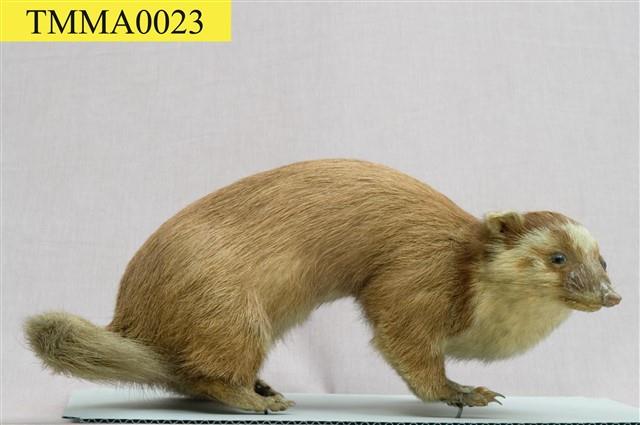 鼬獾藏品圖，第7張