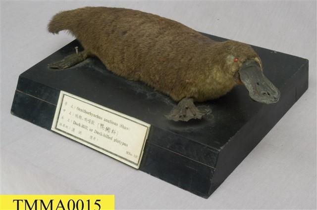 Duck-billed Platypus Collection Image, Figure 7, Total 7 Figures
