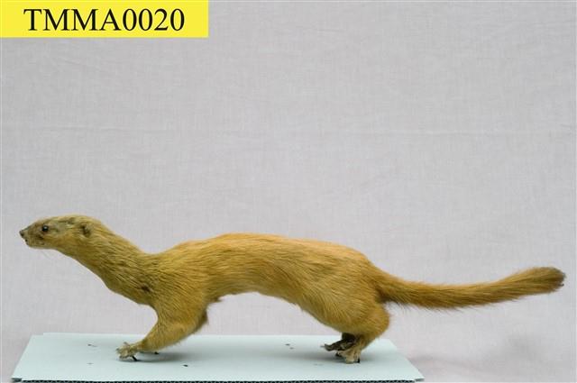 Golden Weasal Collection Image, Figure 7, Total 11 Figures