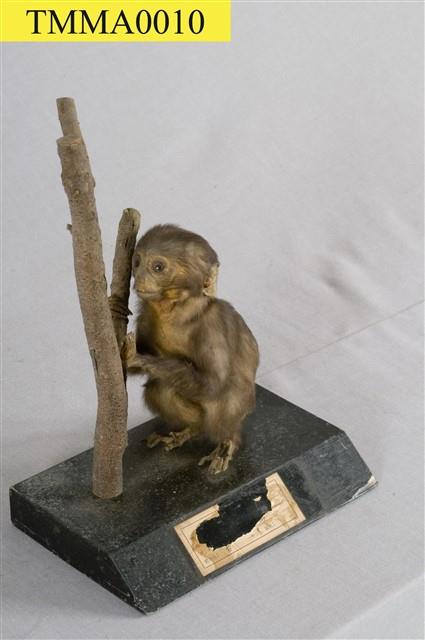 Formosan Rock-monkey Collection Image, Figure 7, Total 15 Figures