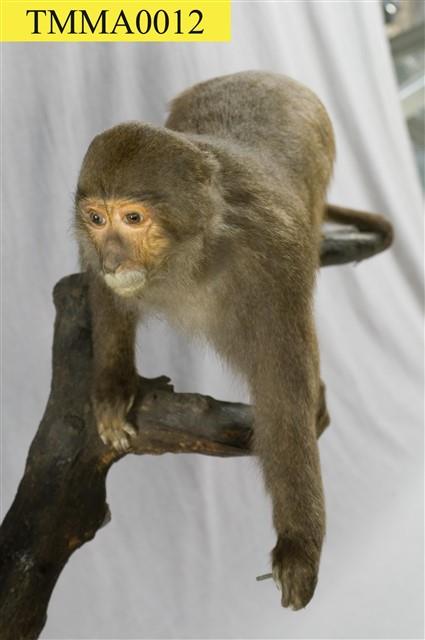 Formosan Rock-monkey Collection Image, Figure 7, Total 7 Figures