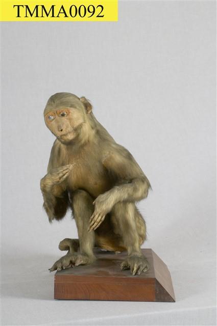 臺灣獼猴藏品圖，第10張