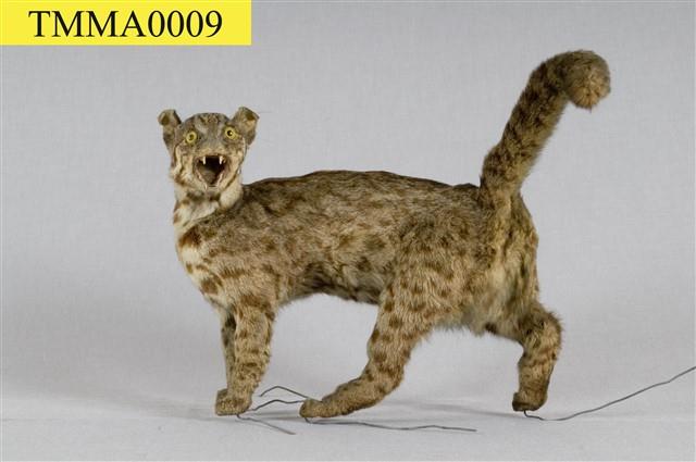 Leopard Cat Collection Image, Figure 7, Total 12 Figures