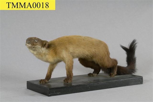 Formosan Yellow-throated Marten Collection Image, Figure 8, Total 12 Figures