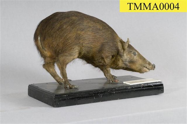 Formosan Wild Boar Collection Image, Figure 8, Total 16 Figures