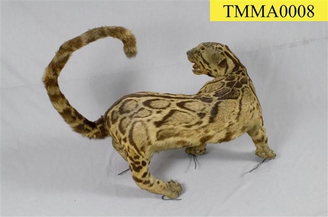 Formosan Clouded Leopard Collection Image, Figure 27, Total 29 Figures