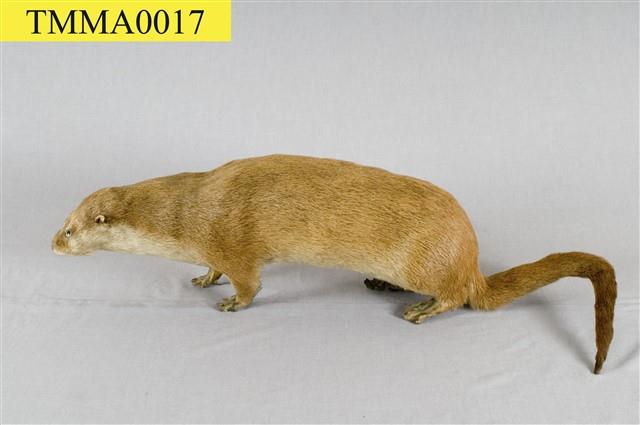 Chinese River Otter Collection Image, Figure 6, Total 11 Figures