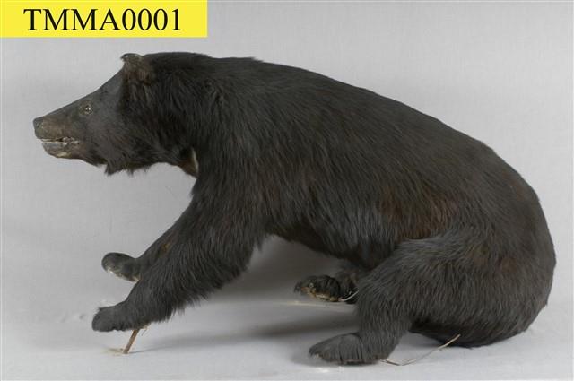 Formosan Black Bear Collection Image, Figure 1, Total 13 Figures