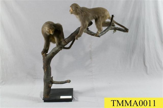 Formosan Rock-monkey Collection Image, Figure 7, Total 10 Figures