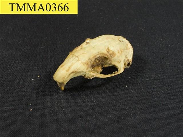 囓齒類頭骨藏品圖，第4張