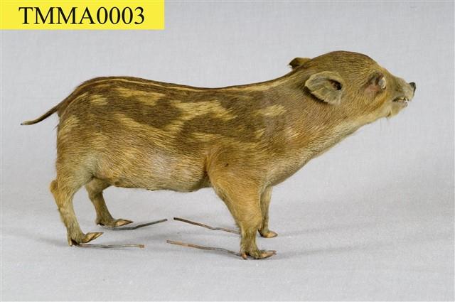 Formosan Wild Boar Collection Image, Figure 7, Total 19 Figures