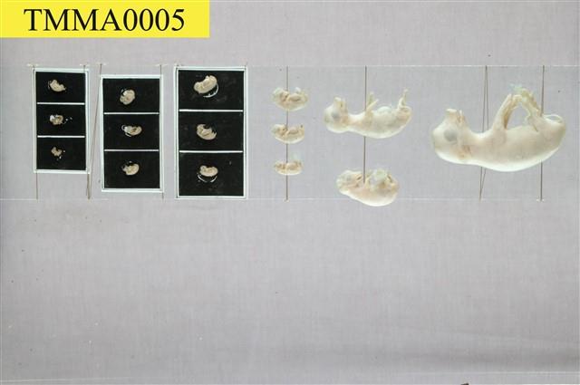 豚(家豬)(發生過程)藏品圖，第4張