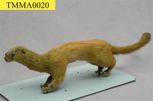 Golden Weasal Collection Image, Figure 1, Total 11 Figures