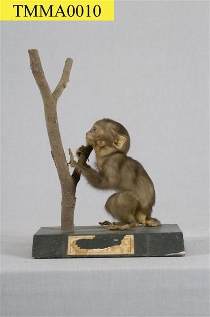 Formosan Rock-monkey Collection Image, Figure 1, Total 15 Figures