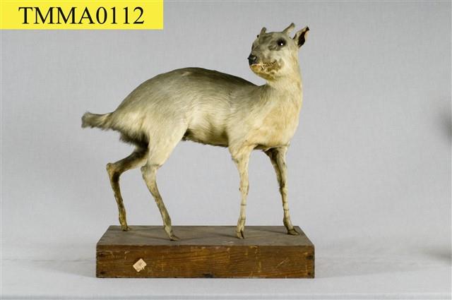 山羌藏品圖，第7張