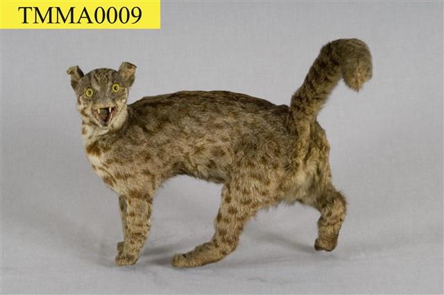 Leopard Cat Collection Image, Figure 1, Total 12 Figures