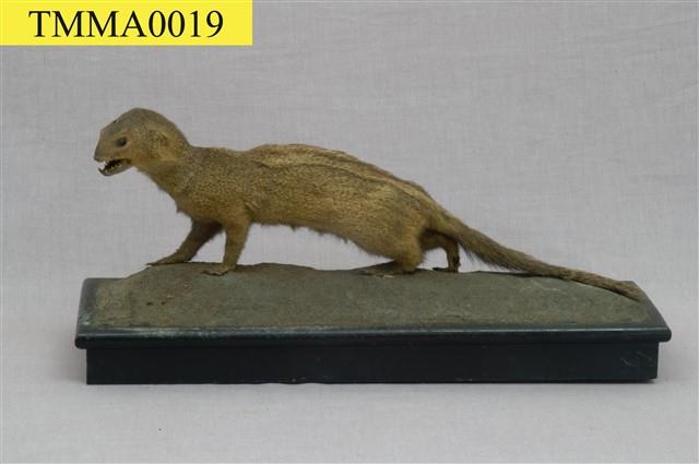 Crab-eating Mongoose Collection Image, Figure 5, Total 13 Figures