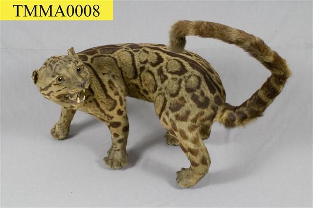 Formosan Clouded Leopard Collection Image, Figure 1, Total 29 Figures