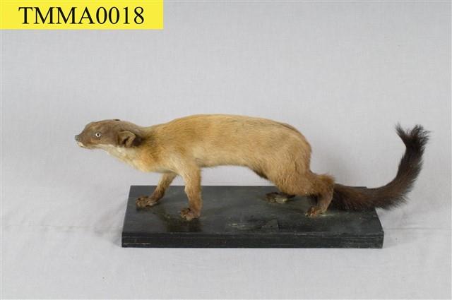Formosan Yellow-throated Marten Collection Image, Figure 6, Total 12 Figures