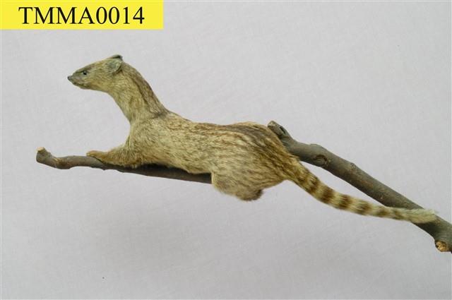 Small Chinese Civet Collection Image, Figure 1, Total 11 Figures