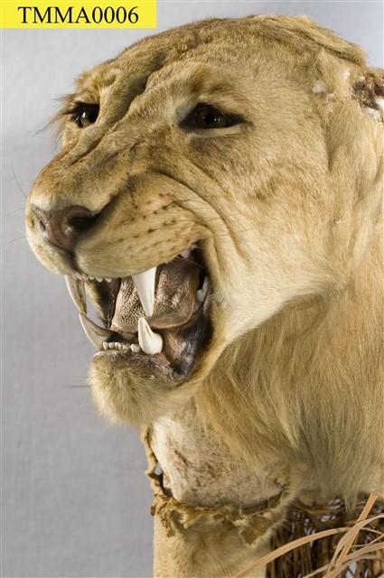 Lion Collection Image, Figure 11, Total 14 Figures