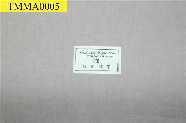 豚(家豬)(發生過程)藏品圖，第5張