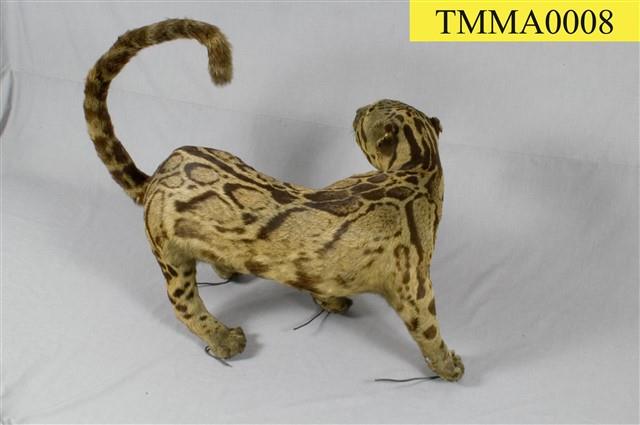 Formosan Clouded Leopard Collection Image, Figure 29, Total 29 Figures