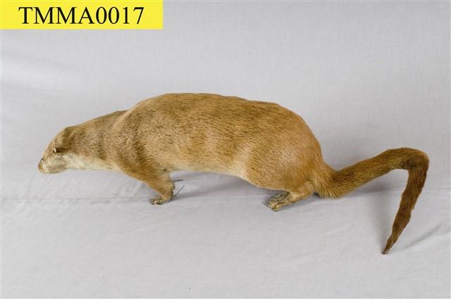 Chinese River Otter Collection Image, Figure 8, Total 11 Figures