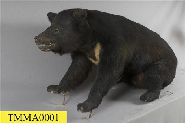 Formosan Black Bear Collection Image, Figure 9, Total 13 Figures
