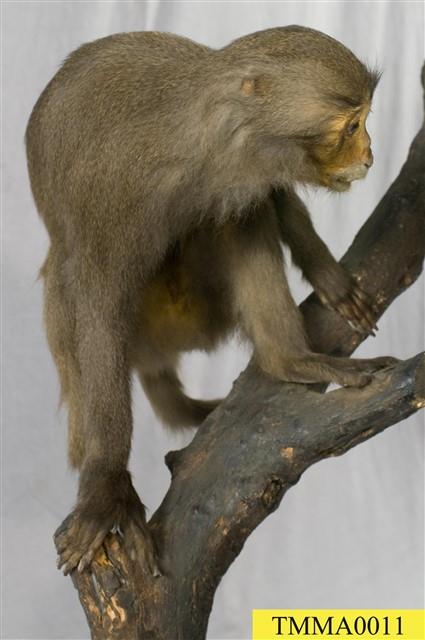 Formosan Rock-monkey Collection Image, Figure 1, Total 10 Figures