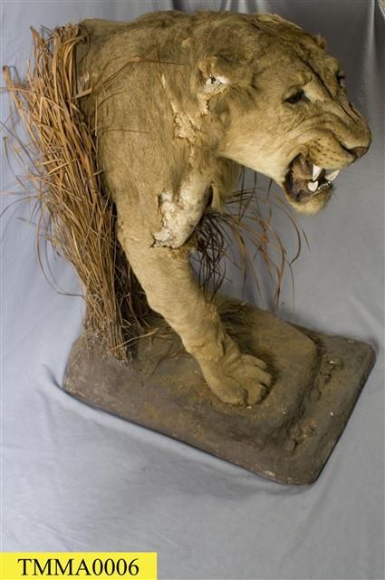 Lion Collection Image, Figure 8, Total 14 Figures