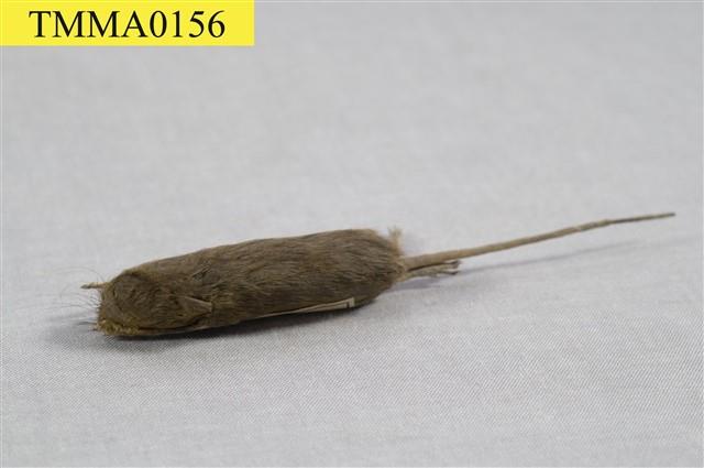 家鼷鼠藏品圖，第7張