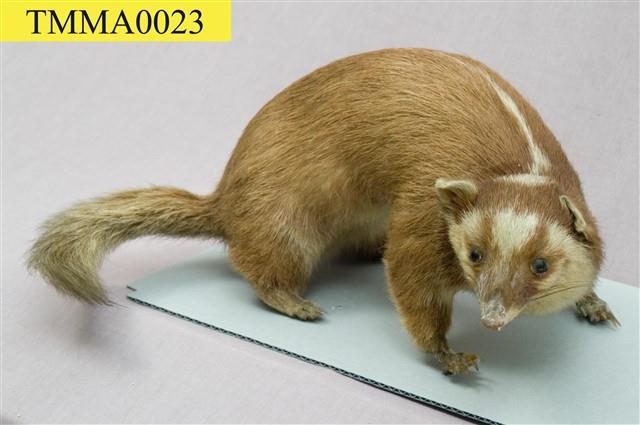 鼬獾藏品圖，第6張