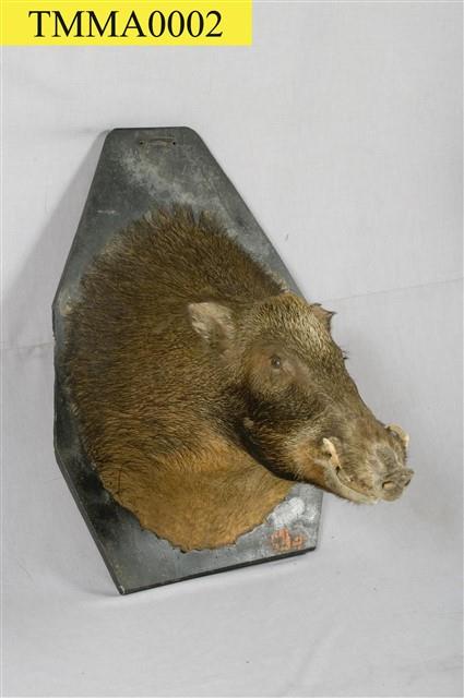 Formosan Wild Boar Collection Image, Figure 8, Total 14 Figures