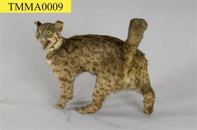 Leopard Cat Collection Image, Figure 6, Total 12 Figures