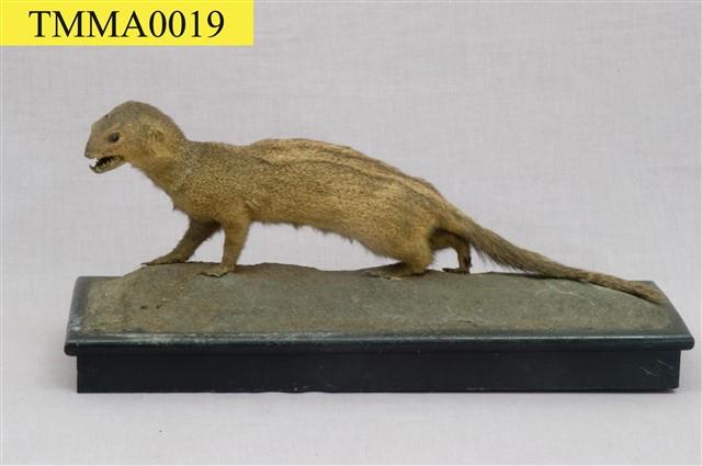 Crab-eating Mongoose Collection Image, Figure 7, Total 13 Figures