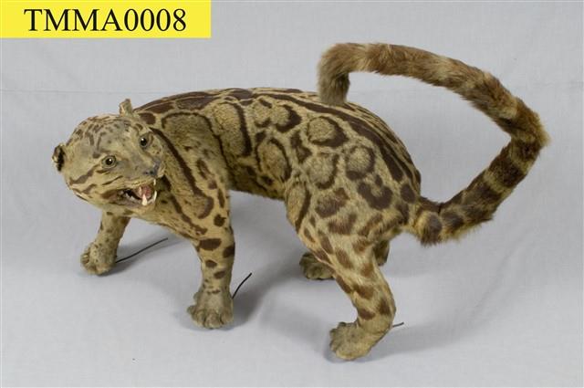 Formosan Clouded Leopard Collection Image, Figure 9, Total 29 Figures