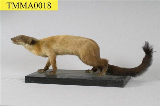 Formosan Yellow-throated Marten Collection Image, Figure 7, Total 12 Figures