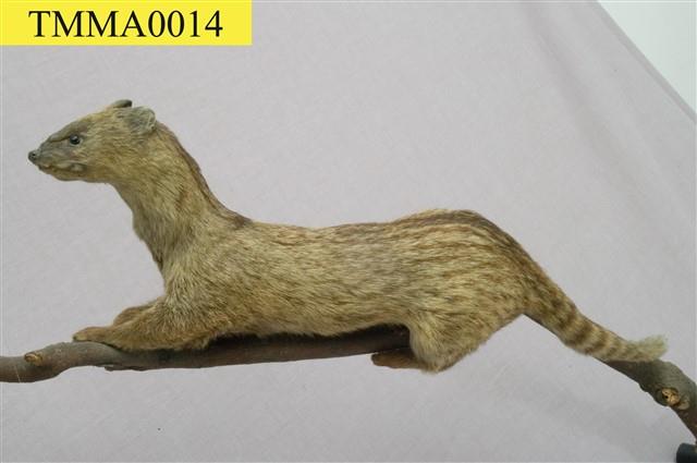 Small Chinese Civet Collection Image, Figure 5, Total 11 Figures